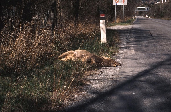 Ferroglio 2