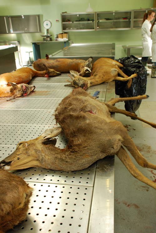 Fascioloides 1