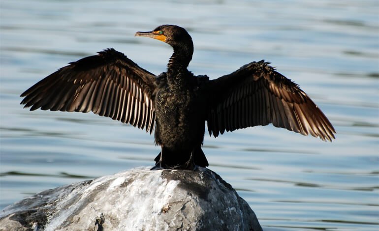 Cormorano