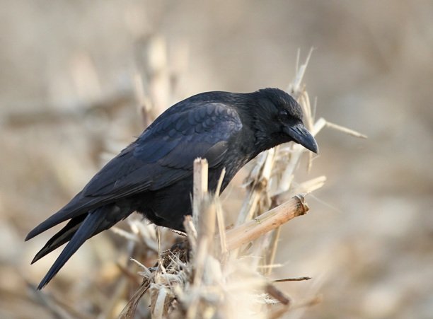 Cornacchia Pura 1