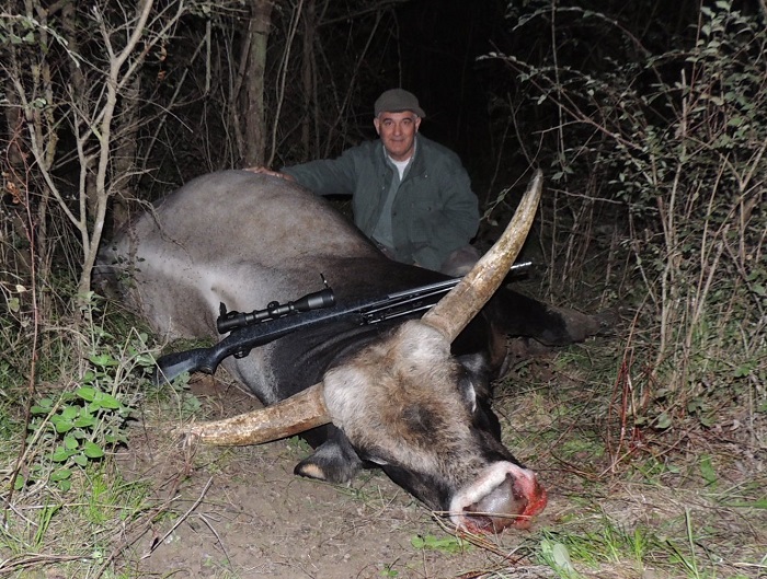 Toro 1