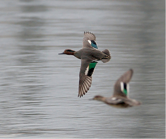 anatidi in volo