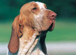 bracco italiano
