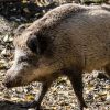 cinghiale-1-pb-100x100.jpg