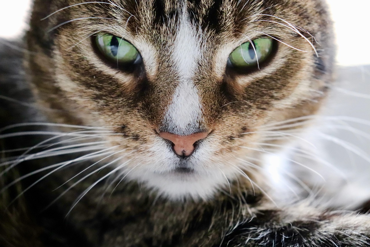 gatto