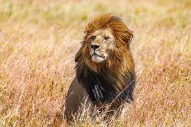leone