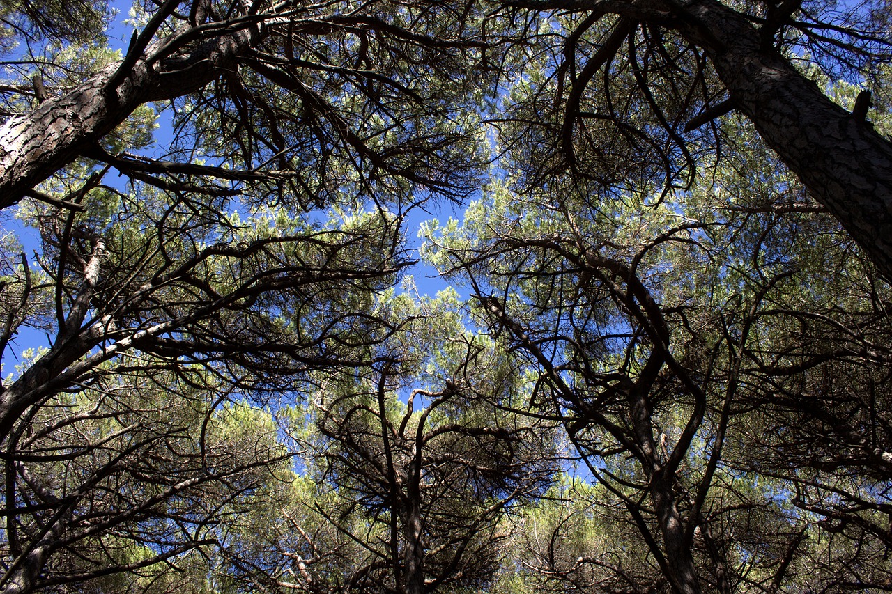 pineta