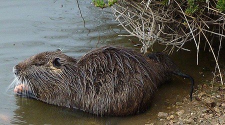 nutria 450x2501