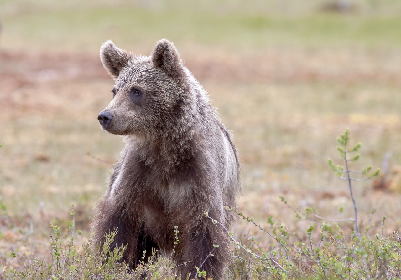 orso 2