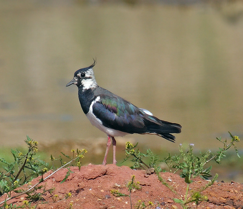 pavoncella