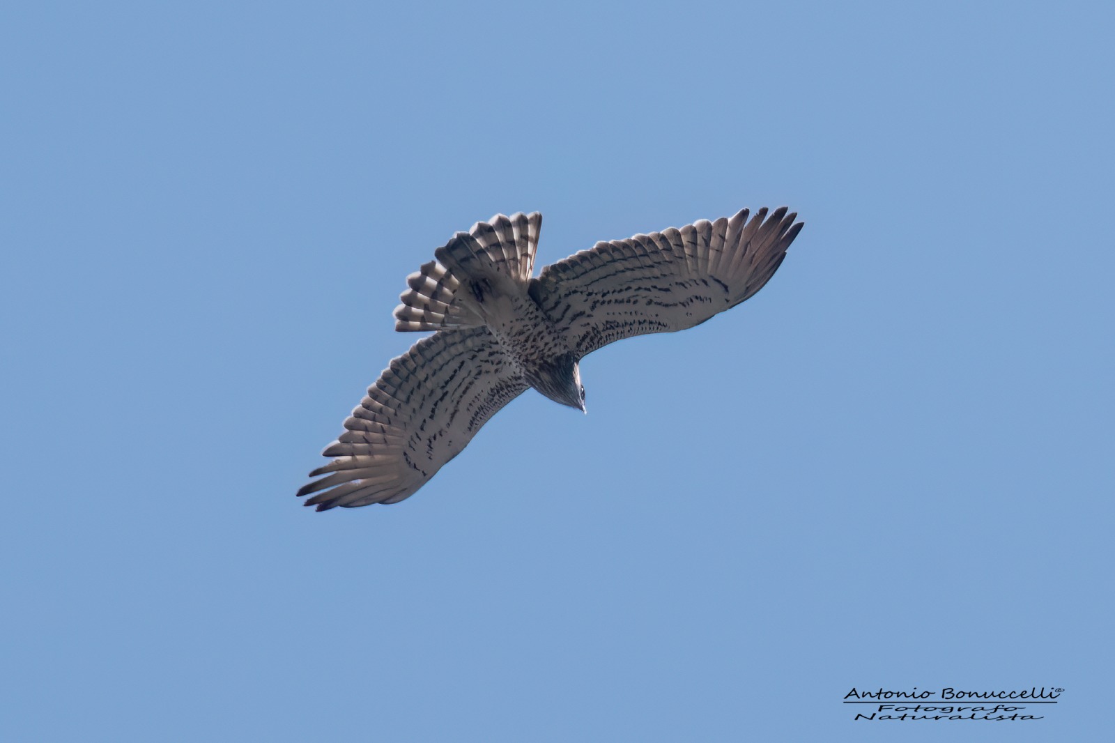 rapace