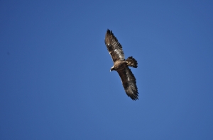 Aquila reale
