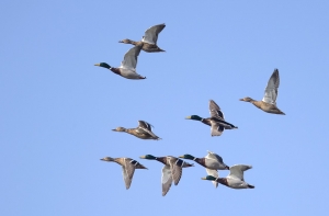 Germani reali in volo