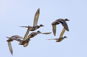 Germani reali in volo