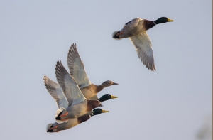 Germani reali in volo