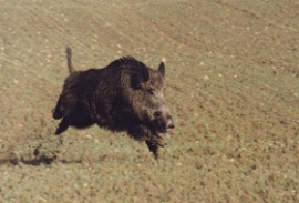 Cinghiale