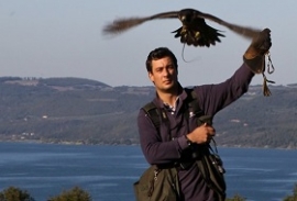 Falconeria