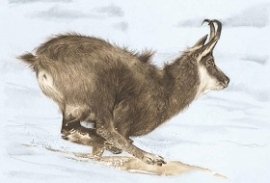 Disegni