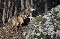 Meglio nascere lupo che agnello
