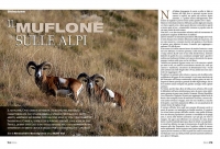 IL MUFLONE SULLE ALPI