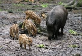 Ricaricare per il Cinghiale