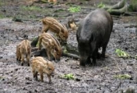 Ricaricare per il Cinghiale