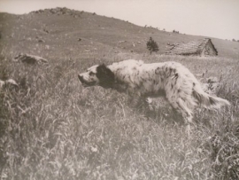 Setter Inglese, il pi&ugrave; amato