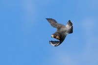 Cenni sulla falconeria