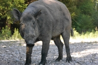 Cinghiale: Ad Imperia al via gli abbattimenti