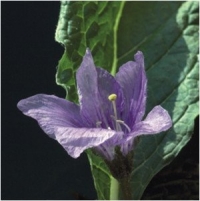 Piante velenose: impariamo a conoscerle.
