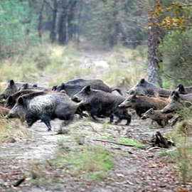 Cinghiale: Dai Capidistretto di Firenze nuove idee per la gestione del cinghiale