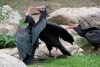 Partita anche quest'anno la migrazione degli Ibis Eremita