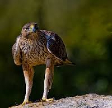 Sicilia: Buone notizie per l'Aquila del Bonelli