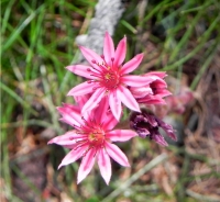 Sui nostri monti: Sempervivum Montanum