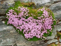 Sui nostri monti: Silene Acaulis