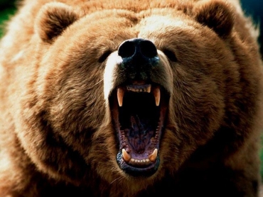 Un orso uccide una donna e sua figlia