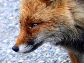 Brescia: Il Tar sospende la caccia alla volpe su richiesta degli estremisti animalisti