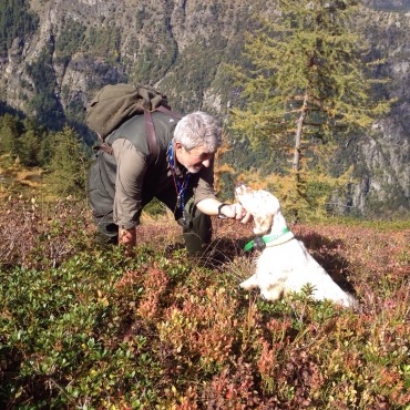 Comandi base dell'addestramento del cane da ferma