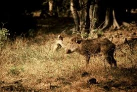 Civitella Paganico, bracconiere fermato dalla vigilanza venatoria