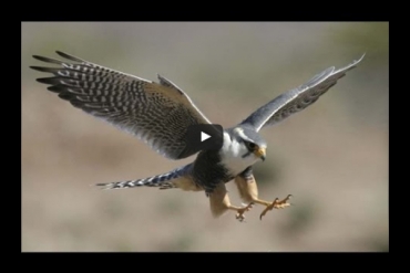 Caccia alla quaglia con il falco