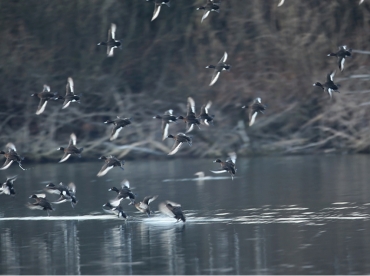 Riconoscimento degli anatidi in volo