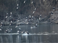 Riconoscimento degli anatidi in volo