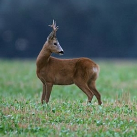 INTERROGAZIONE ALLA CAMERA SULLA PROLIFERAZIONE DELLA FAUNA SELVATICA NEI TERRITORI DEL BOLOGNESE