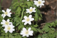 Nei nostri boschi: anemone bianca
