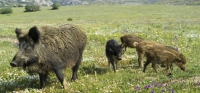 Libera Caccia e Arcicaccia Firenze dicono no alle tariffe di caccia al cinghiale dell&rsquo;ATC 4