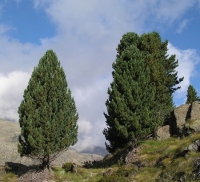 Il Pino Cembro (pinus cembra)