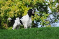 Spaniel e beccacce