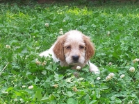 Il cucciolo migliore (parte seconda)