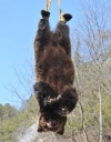 L'ORSO UCCISO CON UN PESTICIDA VIETATO
