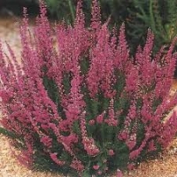L&#039;Erica e la Calluna: due piante di casa nostra